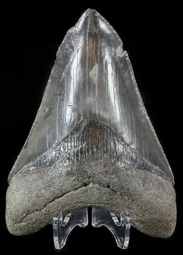 Serrated, Megalodon Tooth - Georgia #51019
